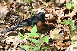 Towhee, Eastern, 2025-05077447 Parker River NWR, MA